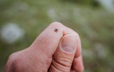 Lyme Disease